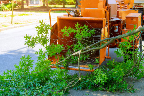 Best Tree Disease Treatment  in Sylvania, OH