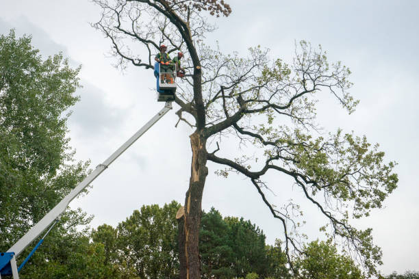 Best Tree Mulching  in Sylvania, OH