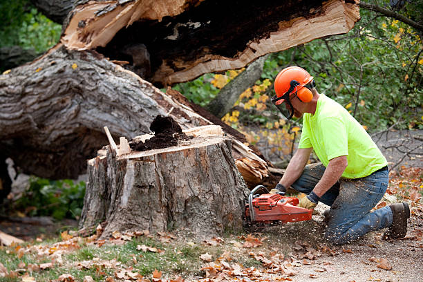 Best Arborist Consultation Services  in Sylvania, OH