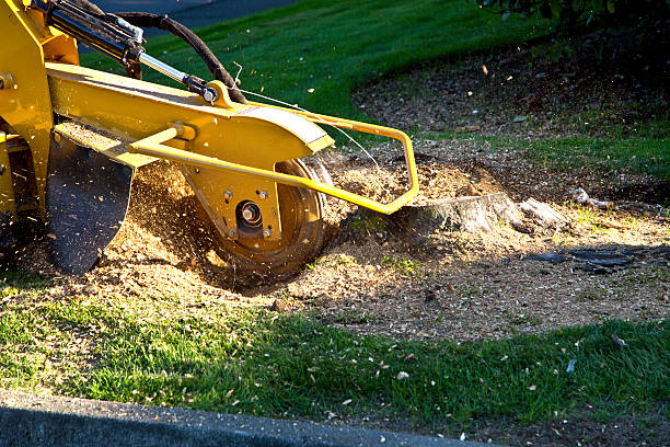 Trusted Sylvania, OH Tree Services Experts